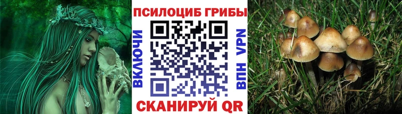 Галлюциногенные грибы Psilocybe  Гагарин 